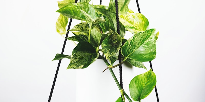 世界杯足球赛直播 - 阿根廷队庆祝夺冠的瞬间